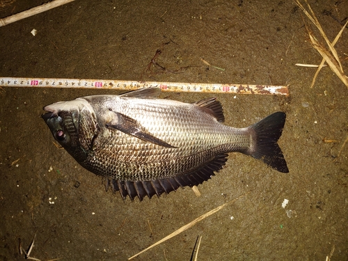 クロダイの釣果