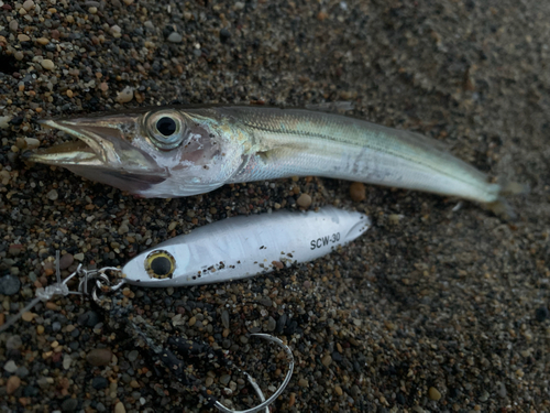 カマスの釣果