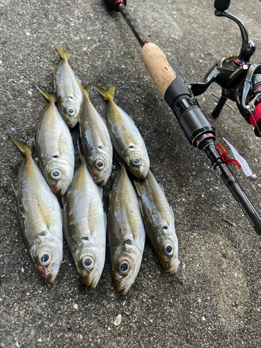 アジの釣果