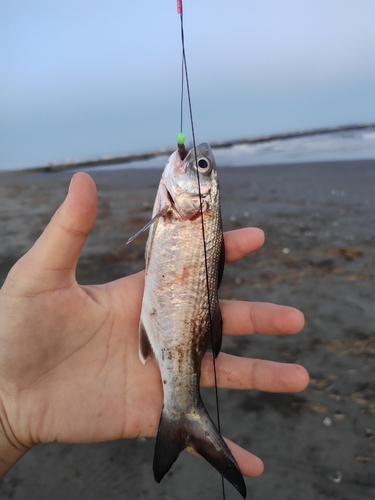 イシモチの釣果