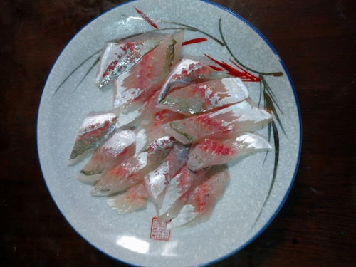 アジの釣果