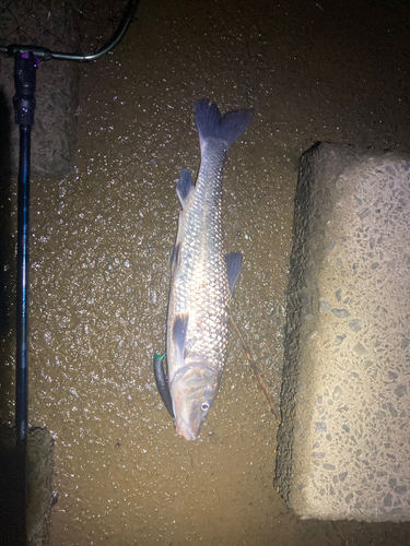 ニゴイの釣果