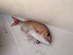 マダイの釣果