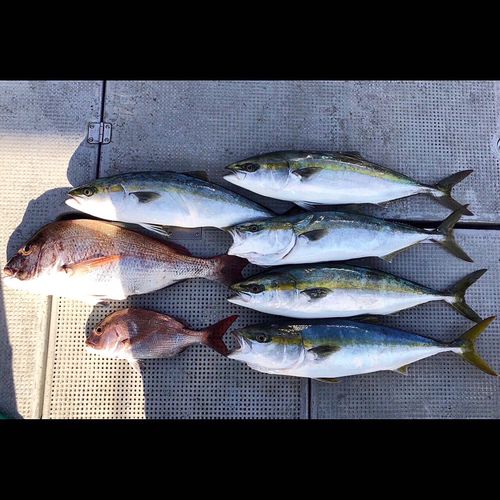 ハマチの釣果