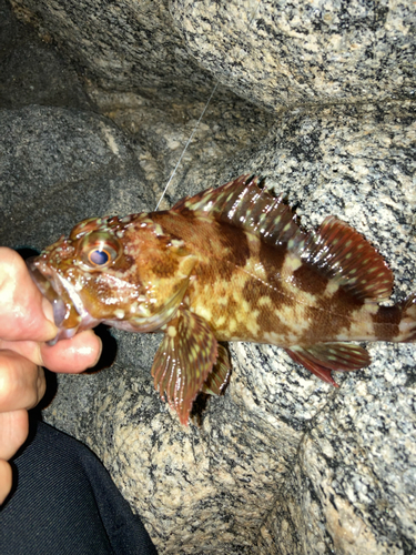 カサゴの釣果