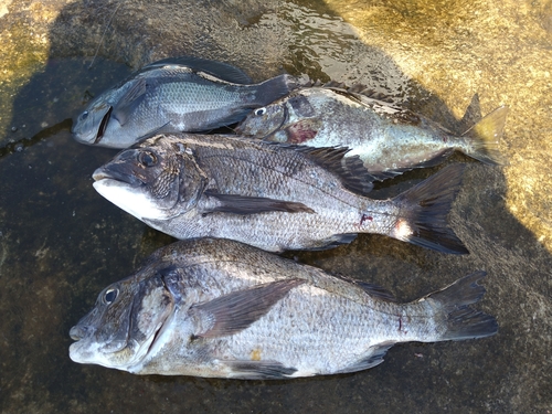 クチブトグレの釣果