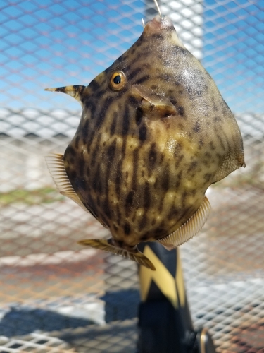 カワハギの釣果