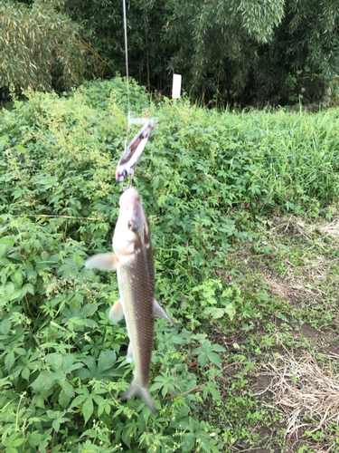 ニゴイの釣果