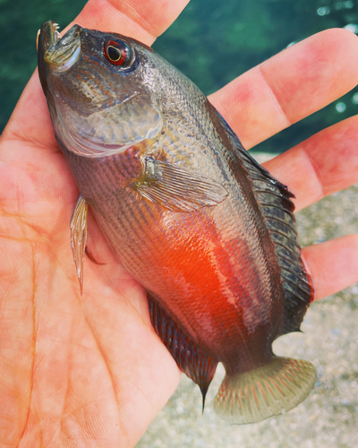 メギスの釣果