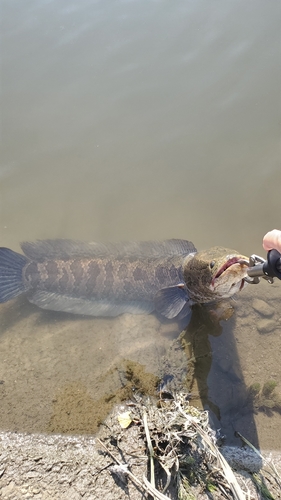 ライギョの釣果