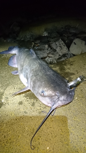 アメリカナマズの釣果