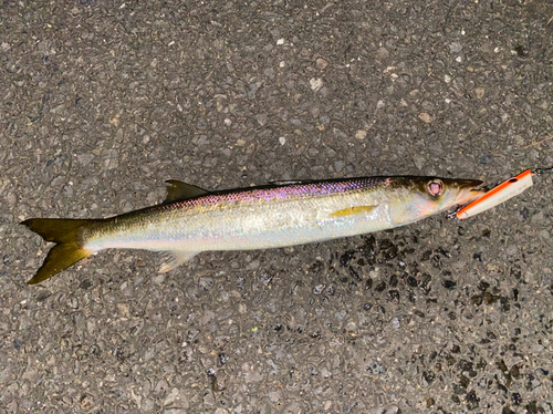 カマスの釣果