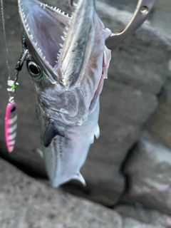 サゴシの釣果