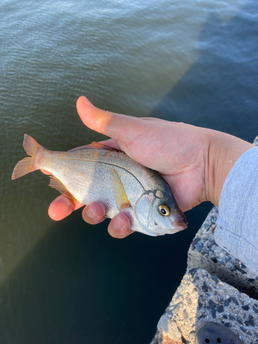 ウミタナゴの釣果