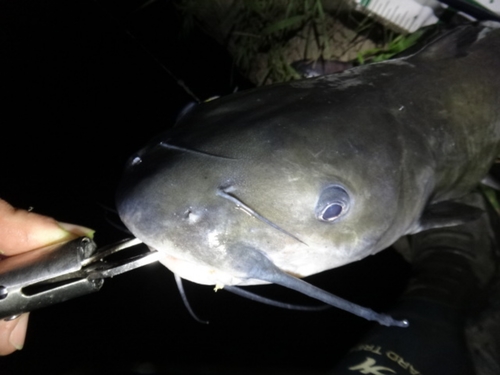 アメリカナマズの釣果