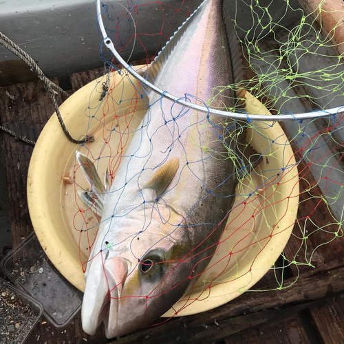 カンパチの釣果