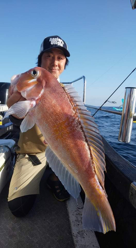 アマダイの釣果