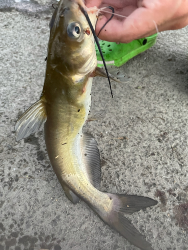 アメリカナマズの釣果