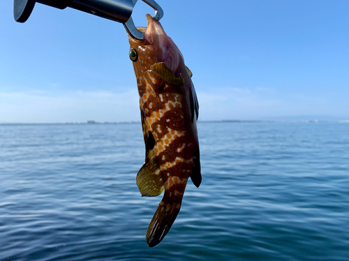 アコウの釣果