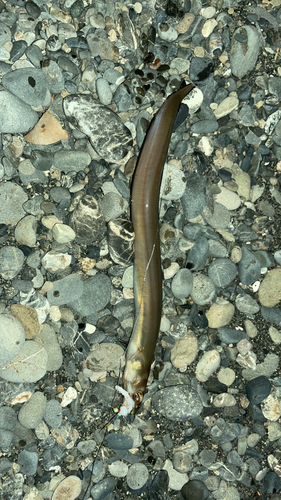 アナゴの釣果