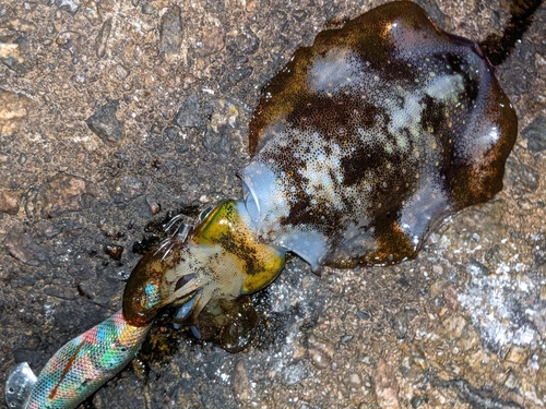 アオリイカの釣果