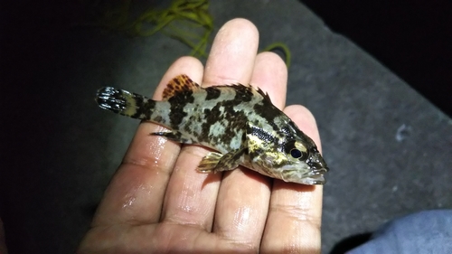 タケノコメバルの釣果