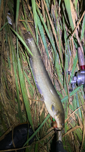 マナマズの釣果