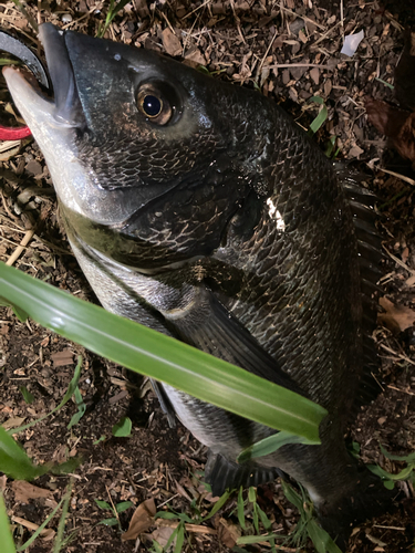 クロダイの釣果