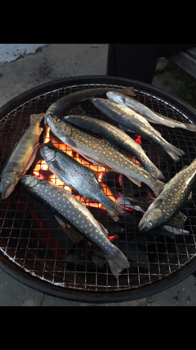 ヤマメの釣果