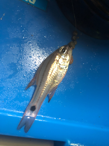 ネンブツダイの釣果