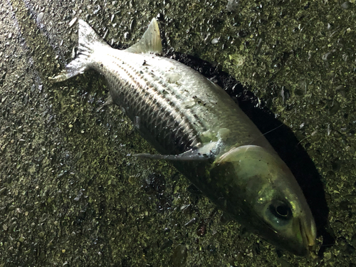 ボラの釣果