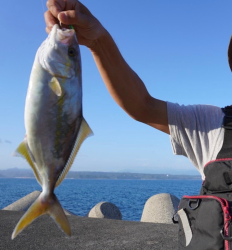 ハマチの釣果