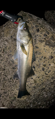 スズキの釣果