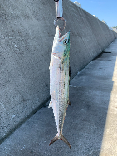 サゴシの釣果