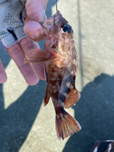 カサゴの釣果