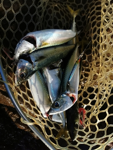 サバの釣果