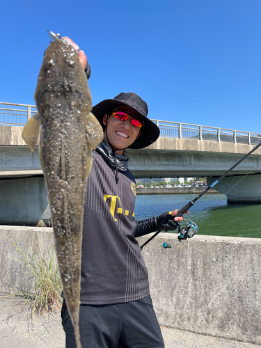 マゴチの釣果