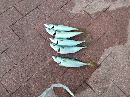 マサバの釣果