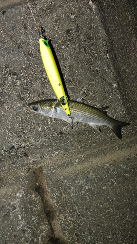 コノシロの釣果