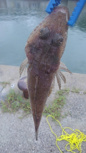 マゴチの釣果