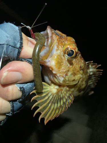 カサゴの釣果