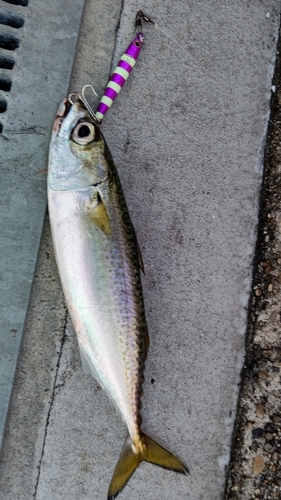 ゴマサバの釣果