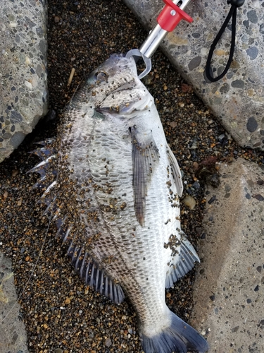 クロダイの釣果