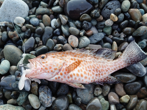 オオモンハタの釣果