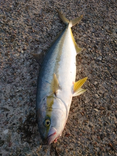 ヒラマサの釣果