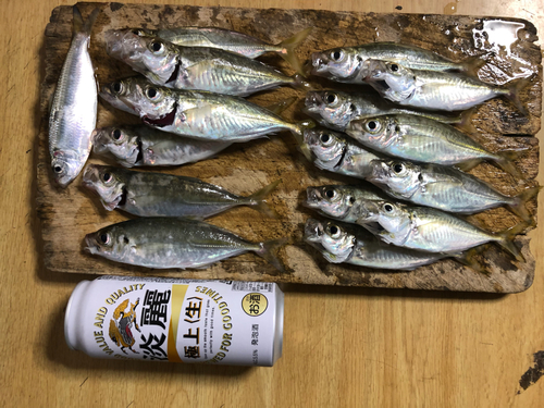 アジの釣果