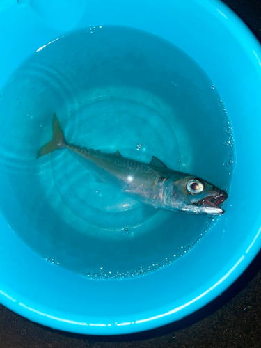 サバの釣果