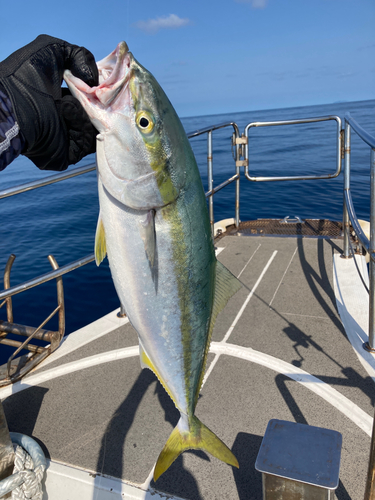 ヤズの釣果