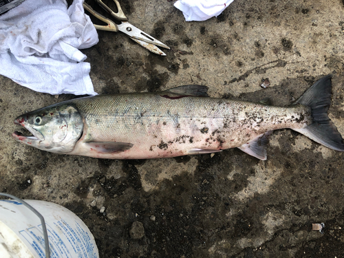 サケの釣果