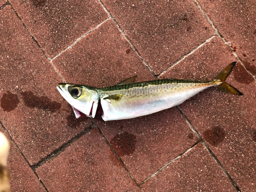 サバの釣果